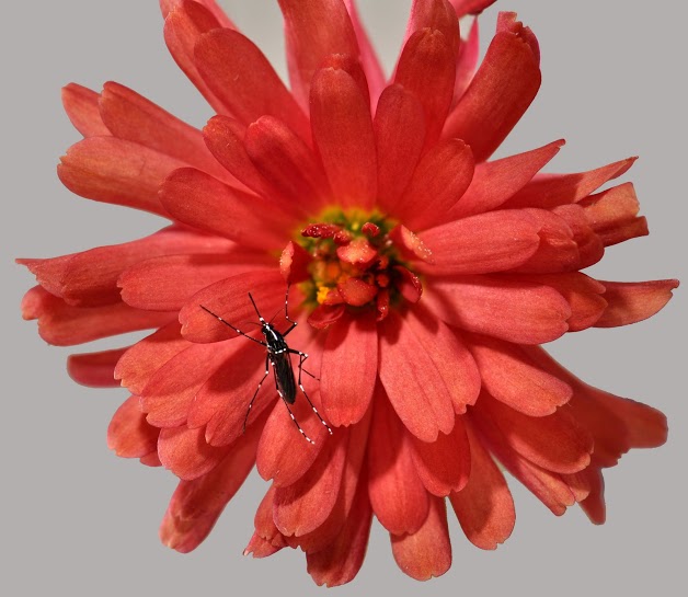 A mosquito on a flower.