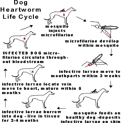 Dog Heartworm Life Cycle.