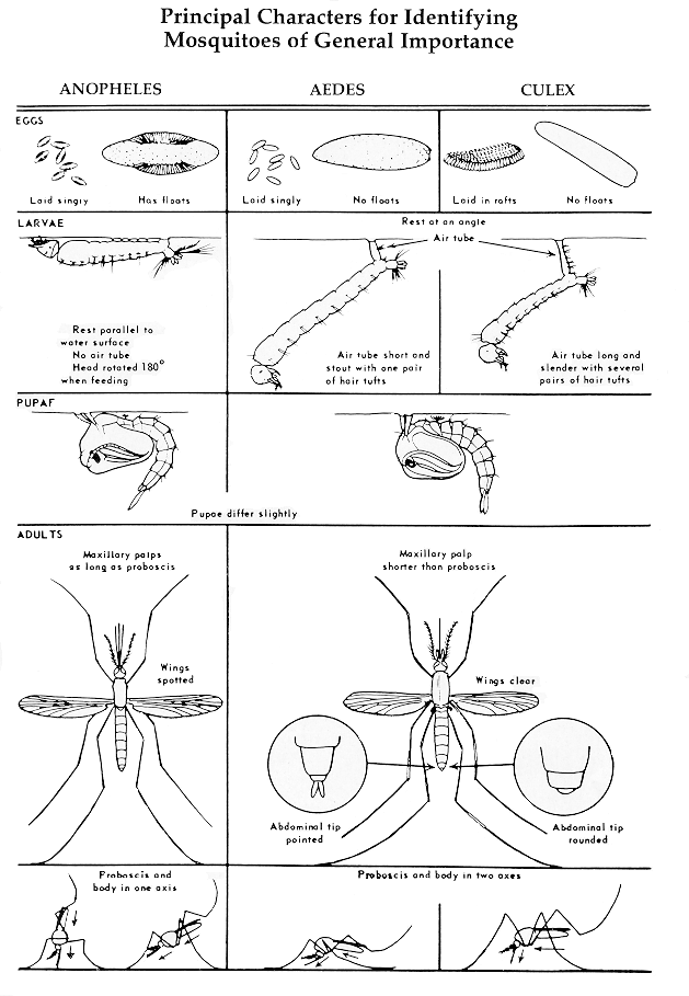 Larvae Identification Chart