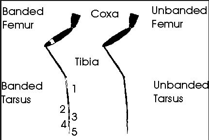 Leg features diagram.