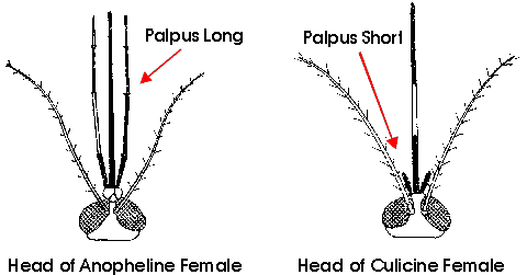 Female adult heads diagram.