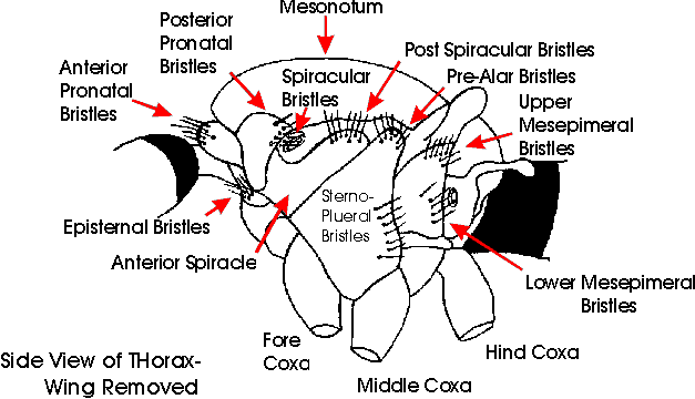 Thorax structure diagram.