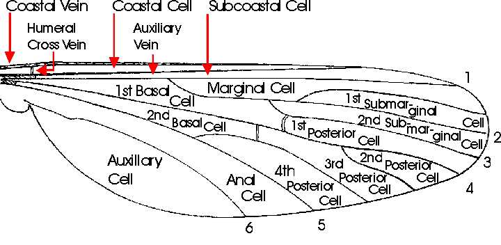Wing structure diagram.