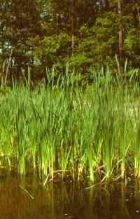 A cattail swamp.