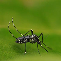 Photo: Aedes albopictus.