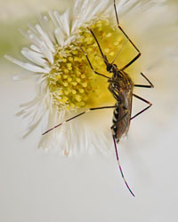 Photo: Aedes japonicus.