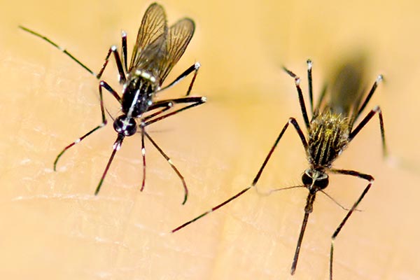 Two invasive mosquitoes, Aedes albopictus des japonicus.