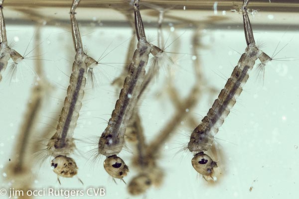 Larvae of the mosquito vectors of West Nile Virus.  Photo by Jim Occi.