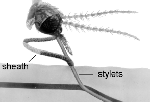 A diagram of a mosquito showing sheath and stylets.