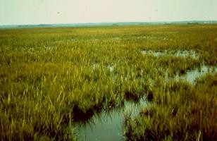 Idal floodwater (salt) marsh.