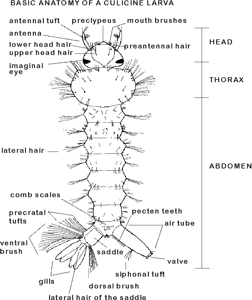 Basic Anatomy of a Culicine Larva.