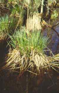 A tussock.